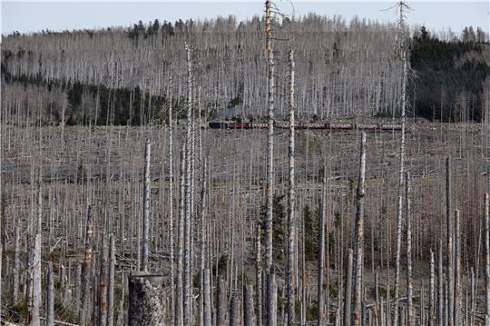 Trotz Dampflok kein idyllischer Anblick: Die Brockenbahn fährt durch einen Wald abgestorbener Bäume. Foto: Bein