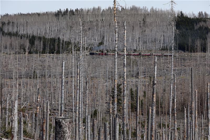 Trotz Dampflok kein idyllischer Anblick: Die Brockenbahn fährt durch einen Wald abgestorbener Bäume. Foto: Bein
