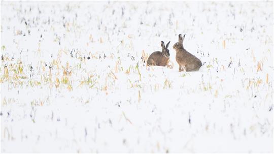 Trotz Schneefall war vor allem der Dezember nach Experteneinschätzung bislang zu trocken in Deutschland. (Symbolbild)