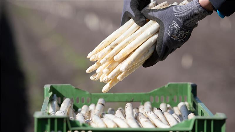 Trotz des frühen Osterfestes bieten die ersten Betriebe regionalen Spargel an. (Archivbild)
