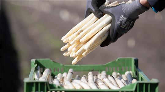 Trotz des frühen Osterfestes bieten die ersten Betriebe regionalen Spargel an. (Archivbild)