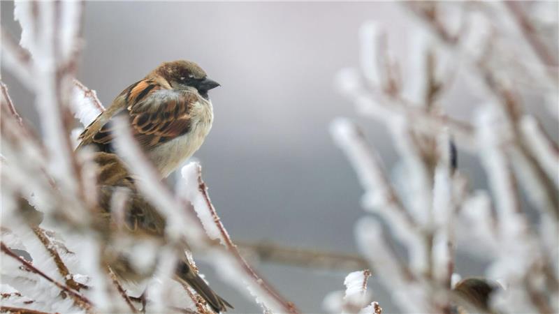 Trotz eines Rückgangs führt der Haussperling die Rangliste weiter an.