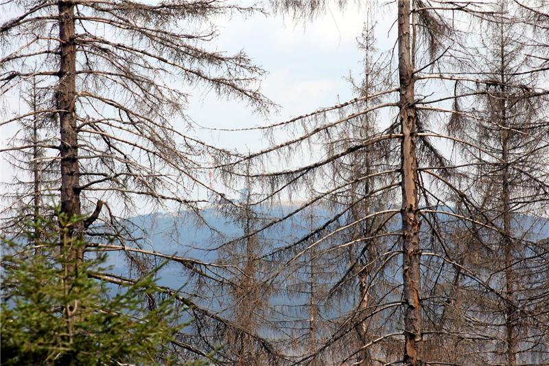CDU-Veranstaltung zum Borkenkäfer wird zu Abrechnung mit Nationalpark Trüber Ausblick: Im Dreieck zwischen Braunlage, Sonnenberg und Oderbrück sind die Folgen des Borkenkäferbefalls im Fichtenbestand besonders dramatisch sichtbar. Ein Anblick, der Einheimische wie Gäste gleichermaßen verstört. Fotos: Nachtweyh