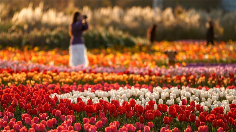 Tulpen blühen in einem Park in der Stadt Kunming in der südwestchinesischen Provinz Yunnan.