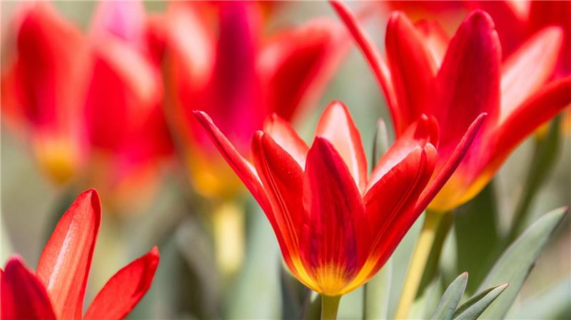 Tulpen wachsen auf einer Wiese in Südbrandenburg. 
