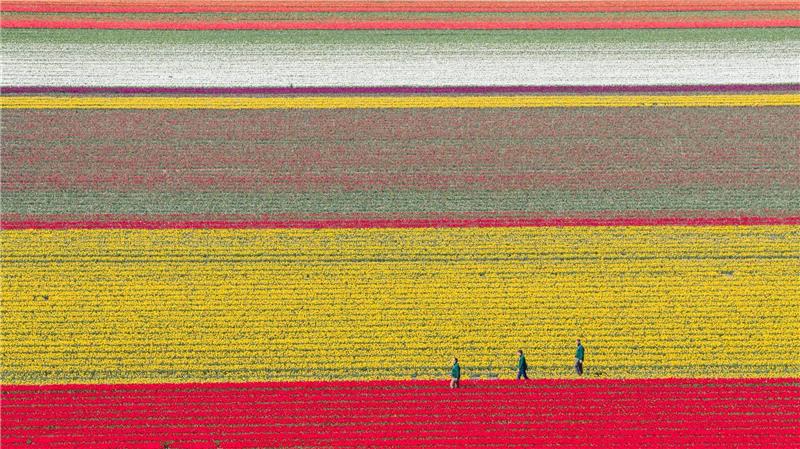 Tulpen wachsen zur Zwiebelvermehrung auf einem Tulpenfeld des Eickenhofs im Landkreis Gifhorn.
