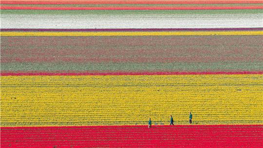 Tulpen wachsen zur Zwiebelvermehrung auf einem Tulpenfeld des Eickenhofs im Landkreis Gifhorn.