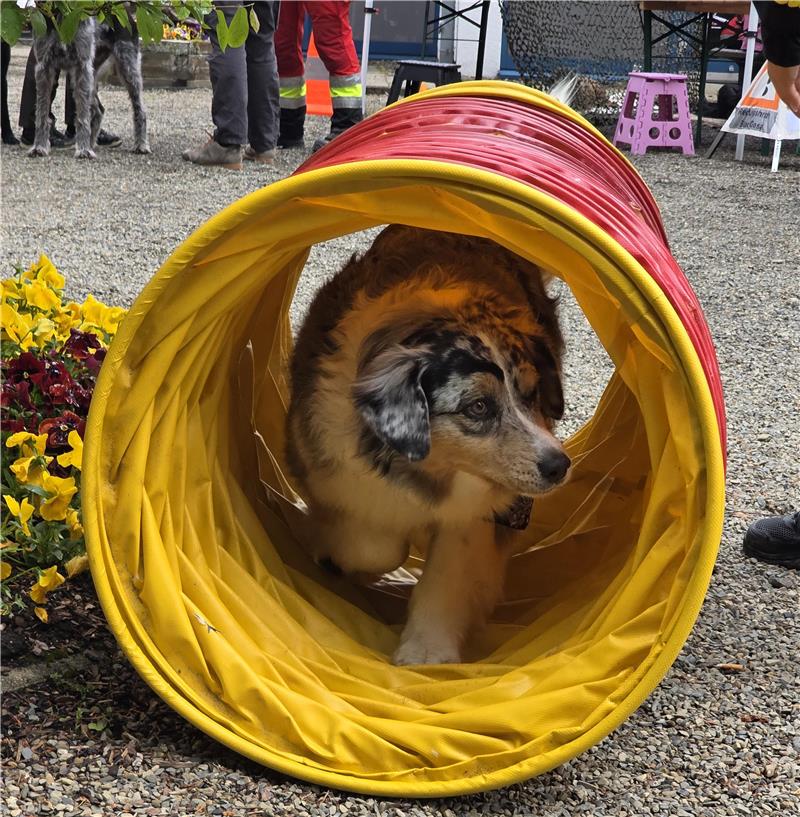 Hund mit mehrfarbigem Fell läuft durch einen gelb-roten Agility-Tunnel auf Kiesboden