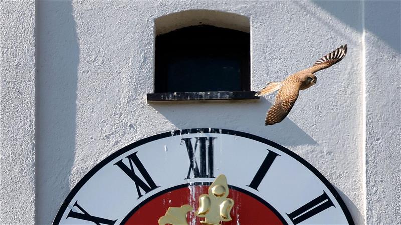 Turmfalke fliegt über Kirchturmuhr der Sankt Cosmas Kirche in Kaufbeuren.