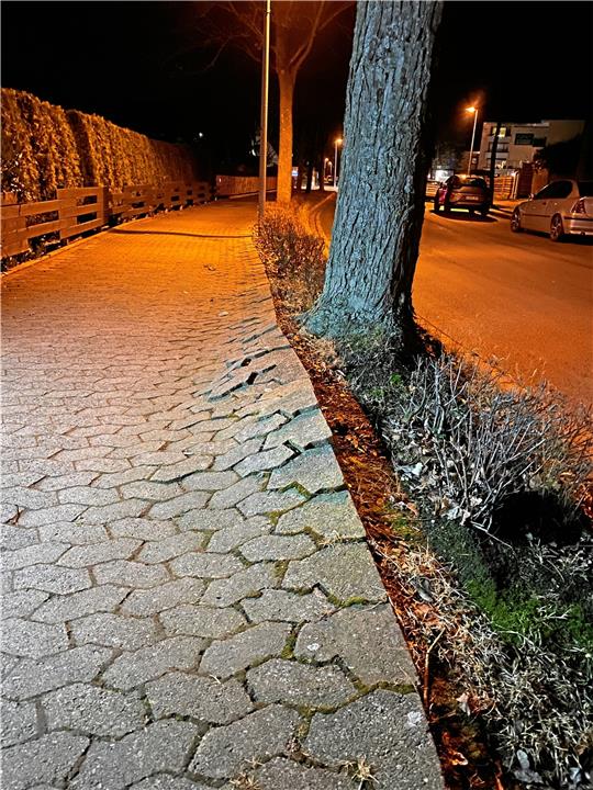 Typische Bilder von Wurzeln, die die Gehsteige zerstören, links eins aus der Fritz-König-Straße und rechts aus der Herzog-Wilhelm-Straße.  Fotos: Schlegel