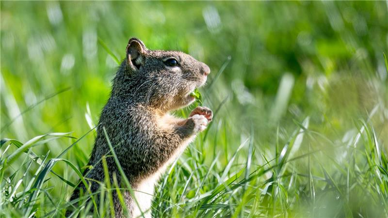USA in Oregon: Kalifornischer Ziesel legt eine Gras-Pause auf der Wiese an der Landstraße ein