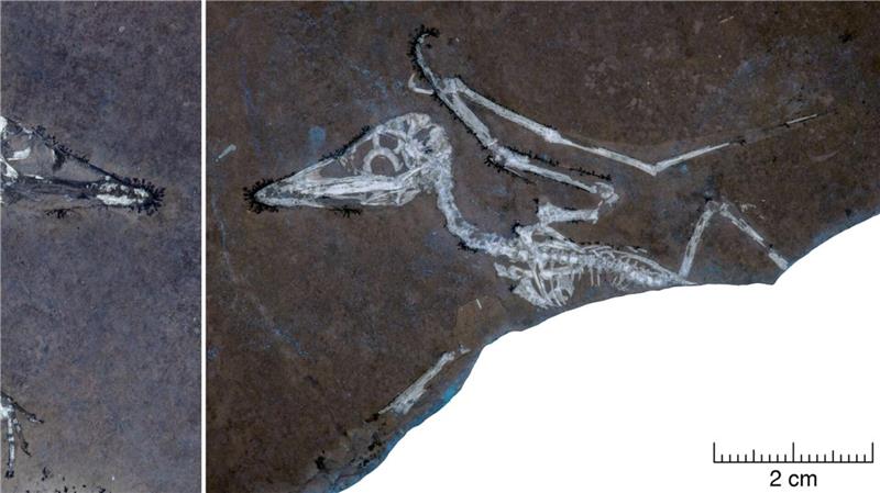 Tod im Sturm - Endeten bayerische Baby-Flugsaurier tragisch? UV-Licht auf den Knochen macht deutlich, dass Pterodactylus-Schlüpfling Lucky einen gebrochenen Flügel hat.