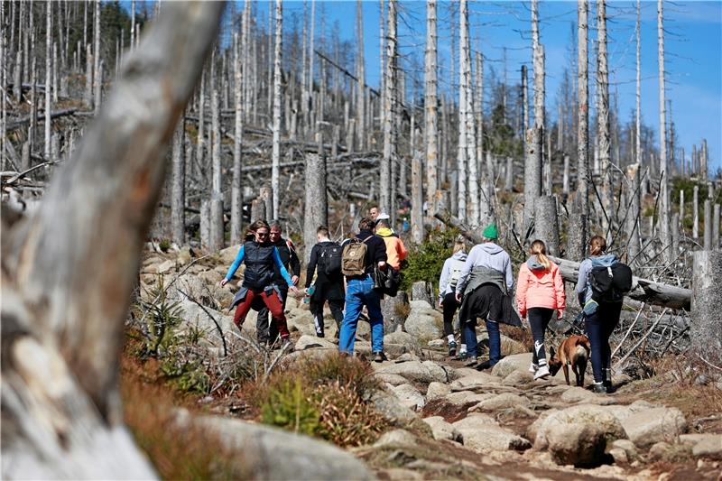 Wanderin von Baum getroffen: Wer haftet nach Unfällen im Wald? Über Stock und Stein: Angesichts der zahlreichen Wanderer im Harz gibt es nur wenige Unfälle, hin und wieder werden Ausflügler aber verletzt, wie beispielsweise am Montag eine Wanderin nahe dem Ilsetal. Manchmal stellt sich die Haftungsfrage. Foto: Bein