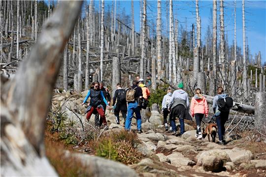 Über Stock und Stein: Angesichts der zahlreichen Wanderer im Harz gibt es nur wenige Unfälle, hin und wieder werden Ausflügler aber verletzt, wie beispielsweise am Montag eine Wanderin nahe dem Ilsetal. Manchmal stellt sich die Haftungsfrage.  Foto: Bein