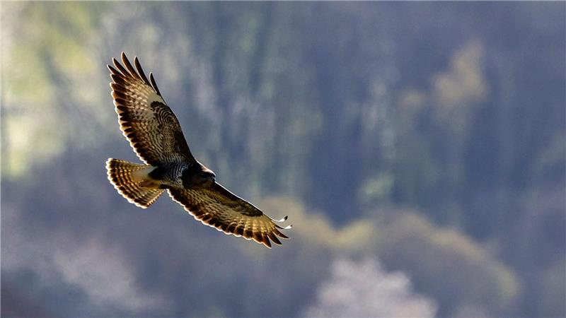 Über den Baumwipfeln: Ein Greifvogel fliegt mit ausgebreiteten Schwingen.