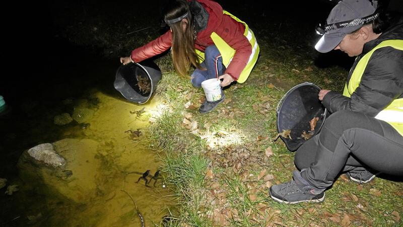 Bad Harzburgs Krötensammler brechen alle Rekorde Über den Winter wird gesammelt. Die Tiere werden sicher über die Straße getragen und in den Teich gesetzt.