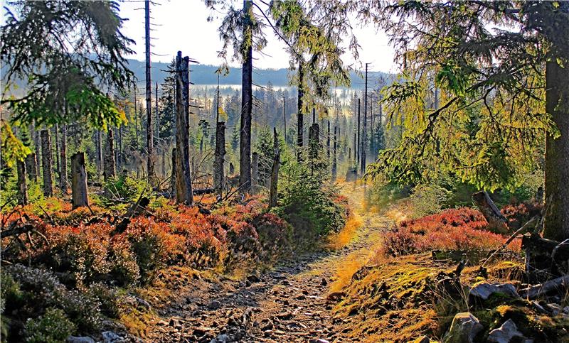 Ein Pilzbild siegt beim Nationalpark-Fotowettbewerb „Über der Sonnenkappe“ von Oliver Kox aus Leipzig.