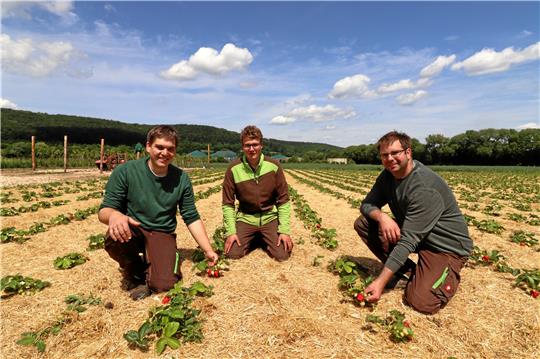 Erdbeeren frisch vom Feld und selbst gepflückt Über die ersten reifen Erdbeeren in Hahausen freuen sich Arne Kalbreier, Karl-Hendrik Rollwage und Fabian Ruhe (v. li.). Ab sofort stehen sie zum Verkauf. Fotos: Jambrek