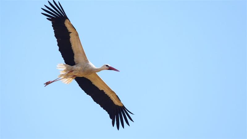 Überflieger: Mit 15.000 Weißstorch-Brutpaaren rechnet der Nabu in dieser Saison. (Archivbild)