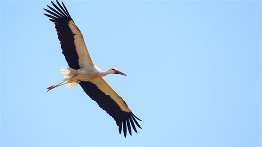 Überflieger: Mit 15.000 Weißstorch-Brutpaaren rechnet der Nabu in dieser Saison. (Archivbild)