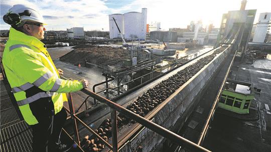 Ein Mann blickt auf ein Förderband mit Zuckerrüben.