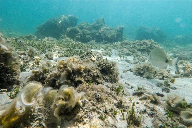 Temperatur-Rekord an der Oberfläche des Mittelmeers Übertroffen: Der bisherige Höchstwert der an der Oberfläche des Mittelmeers gemessenen Temperatur stammte aus dem Jahr 2003.