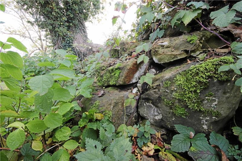 Lewenborch: Umrisse einer alten Bastion sollen sichtbar werden Überwuchert sind die Reste des Mauerrings, der zur ehemaligen Bastion Schulturm gehört. Der Liebenburger Burgverein will diese Reste der Lewenborch wieder sichtbar machen. Foto: Gereke