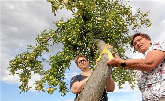 Ulrike Illers (li.) und Renate Geldmacher-Ternedde vom Lutteraner Landfrauenverein versehen einen Apfelbaum an der Straße nach Rhode mit einem gelben Band als Zeichen für das Ernteprojekt.  Foto: Gereke