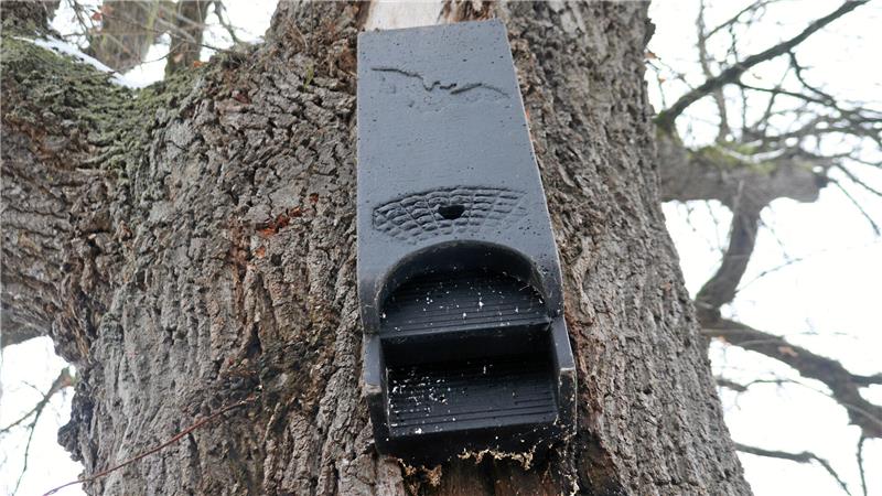 An einem Stamm hängt ein Fledermauskasten.