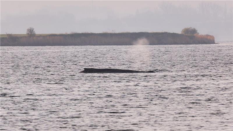 Um den Buckelwal herum ist eine Sperrzone eingerichtet worden.