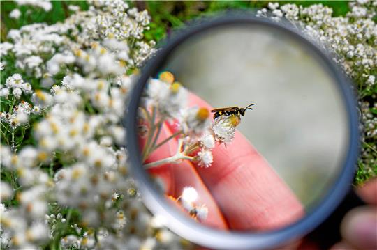 Um den Titel „Insektenfreundlichster Garten in Clausthal-Zellerfeld“ zu bekommen, ist es natürlich notwendig, dass es Insekten im Garten gibt. Symbolfoto: Kalaene/dpa