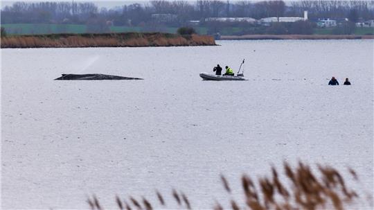 Um die Austrocknung der Haut zu verhindern, befeuchtet die Feuerwehr den Wal. 