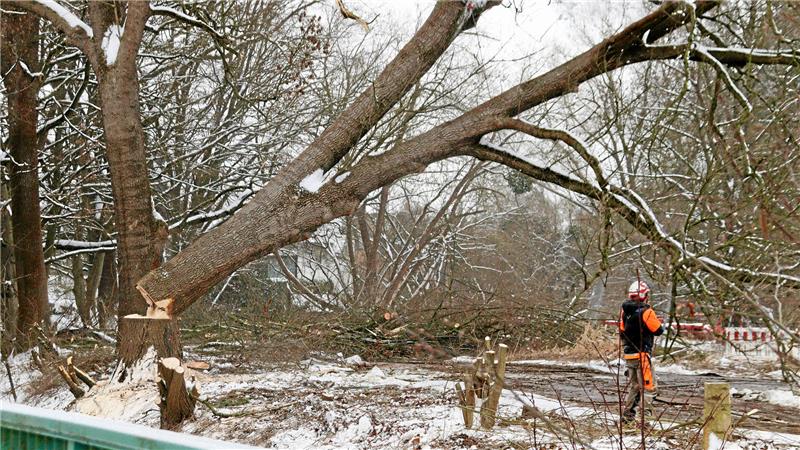 Ein Baum wird gefällt und kippt zur Seite.