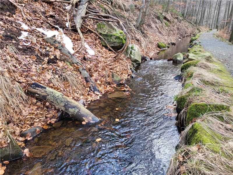 Um die Pflege des Zulaufs zum Radau-Wasserfall soll sich künftig Förster Alexander Frese kümmern. Der Wanderweg daneben inklusive maroden Holzstegs muss weichen. Archivfoto: Exner