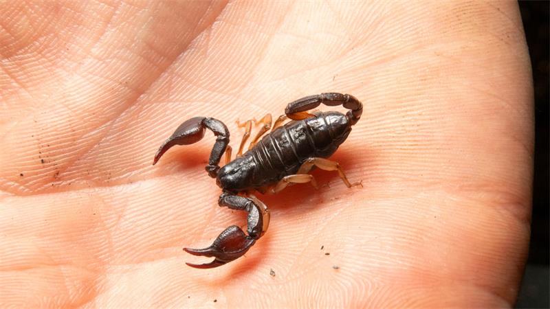 Um welche Skorpion-Art es sich handelte war unklar. (Symbolbild)