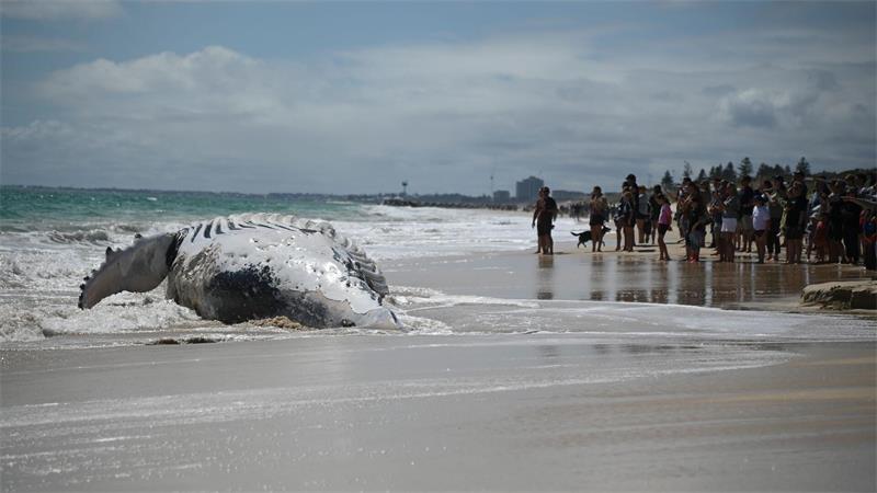 Walkadaver sorgt für Hai-Alarm am Stadtstrand von Perth Um welche Walart es sich handelt, war zunächst unklar.
