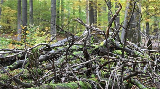 Umgestürzte Bäume und Äste werden im Wildnisgebiet nicht geräumt. (Archivbild)