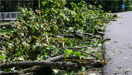 Umgestürzte Bäume und abgebrochene Äste nach dem Unwetter in Erfurt.