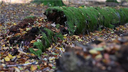 Umgestürzte Bäume werden im Wildnisgebiet nicht geräumt. (Archivbild)