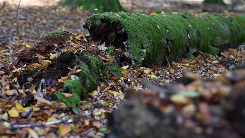 Wildnisgebiet im Solling - Wo die Natur wieder übernimmt Umgestürzte Bäume werden im Wildnisgebiet nicht geräumt. (Archivbild)