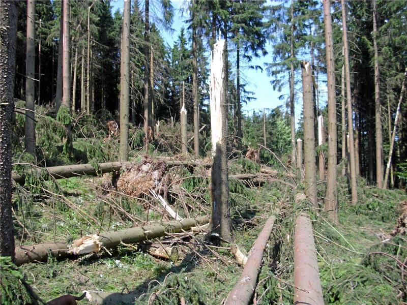 Umgeworfene und abgenickte Bäume im Stadtwald von Bad Sachsa.  Foto: Bosse