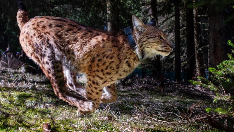 Bis 2027 sollen rund 20 Tiere in die Freiheit entlassen werden Umsiedlung in den Thüringer Wald: Luchs Ionel aus Rumänien hat es eilig, um in die Freiheit zu kommen. Der Halsbandsender ermöglicht es, dass die Projektbeteiligten erfahren, wo sich das Tier später aufhält.