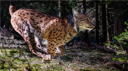 Umsiedlung in den Thüringer Wald: Luchs Ionel aus Rumänien hat es eilig, um in die Freiheit zu kommen. Der Halsbandsender ermöglicht es, dass die Projektbeteiligten erfahren, wo sich das Tier später aufhält.