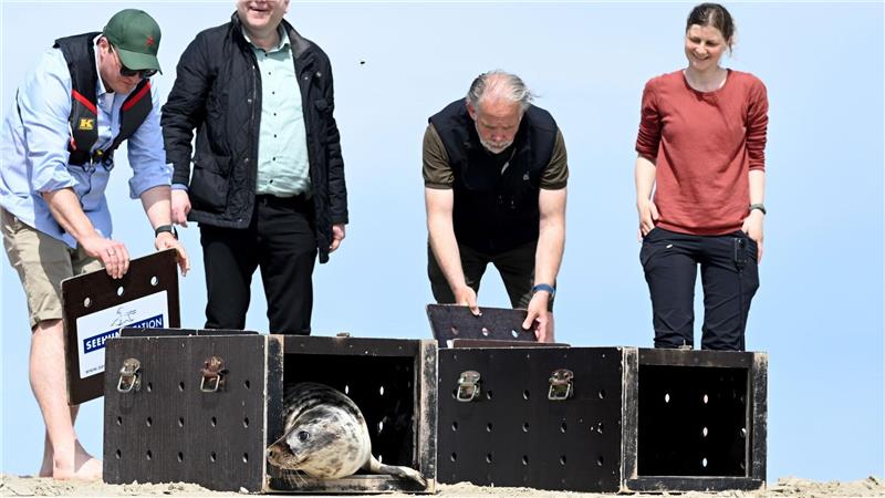 Aufgepäppelte Kegelrobben Jasper und Tomi zurück im Meer Umweltminister Christian Meyer half auf Juist, die Tiere auszuwildern.