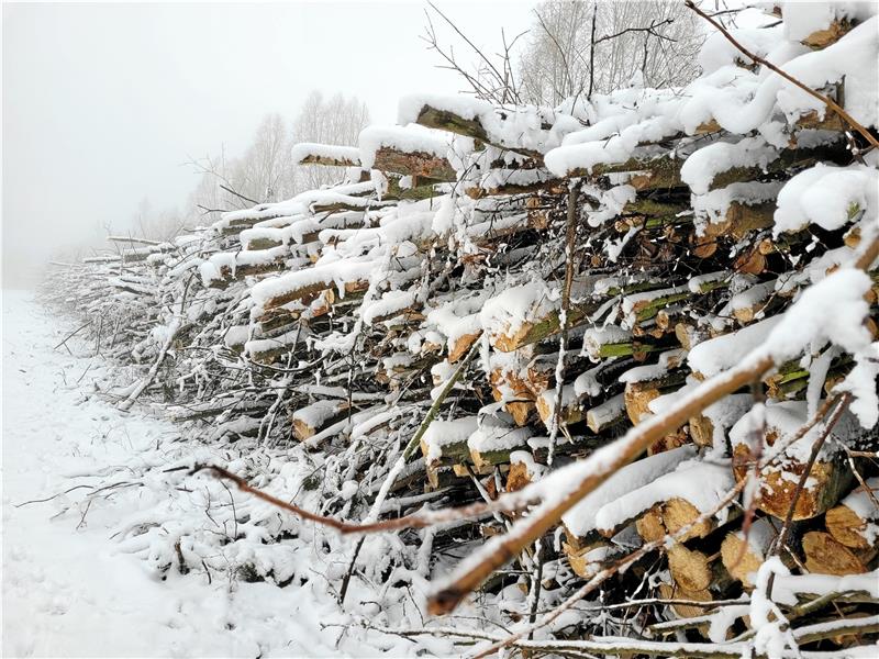 Umweltschützer befürchten, dass das entnommene Holz schadstoffbelastet ist und Giftstoffe wie Cadmium und Blei beim Verbrennen in die Luft gelangen könnten – laut Forstamt „völlig sinnlose Panikmache“. Foto. Exner