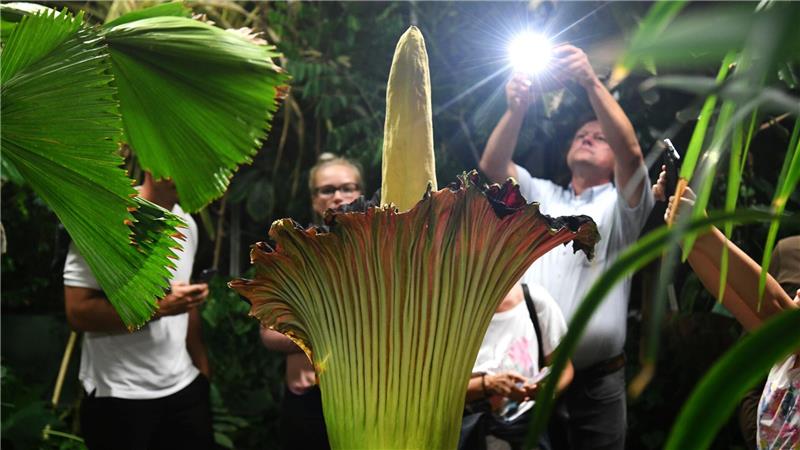 Dortmunds Titanenwurz weiter vermisst - keine Extrasicherung Unbekannte haben die schwere Knolle des Titanenwurz gestohlen. (Archivbild)