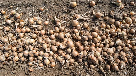 Unbekannte haben von einem Feld rund vier Tonnen Zwiebeln gestohlen. (Symbolbild)