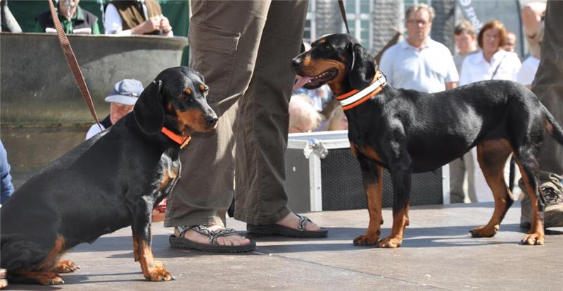 Und es gibt kleine Hunde.
