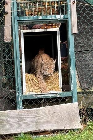„Und hier soll ich jetzt leben?“: Rikki schaut aus der Transportbox auf ihr neues Zuhause.
