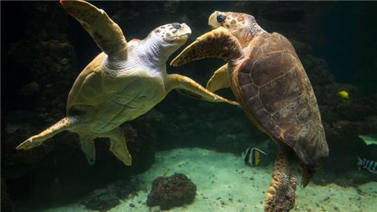 Unechte Karettschildkröten leben in fast allen gemäßigten und subtropischen Regionen des Atlantiks, Pazifiks und Indischen Ozeans sowie im Mittelmeer. (Archivbild)